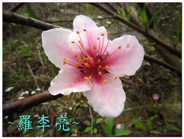 桃花朵朵開 012.jpg