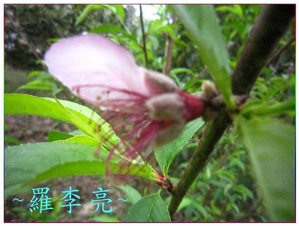 桃花朵朵開 015.jpg