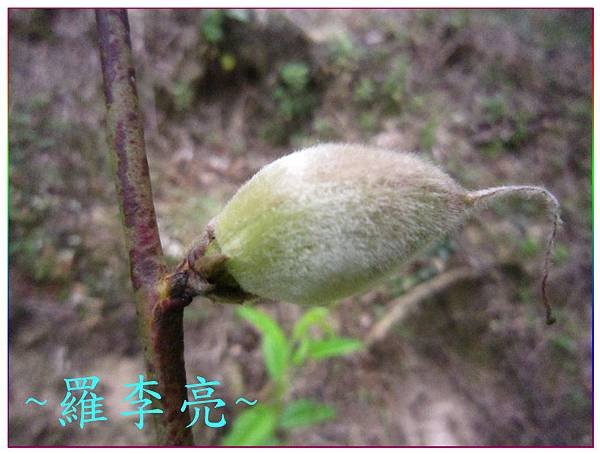 桃花朵朵開 014.jpg