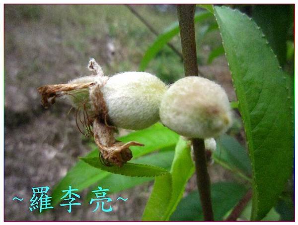桃花朵朵開 017.jpg