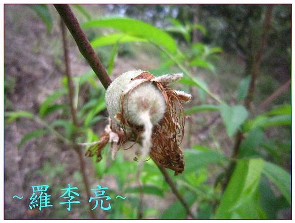 桃花朵朵開 016.jpg
