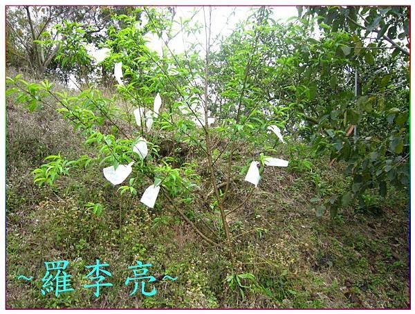 桃花朵朵開 018.jpg