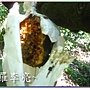 松鼠的傑作 013.jpg