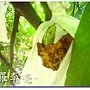 松鼠的傑作 012.jpg