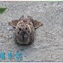 果園生態 006.jpg