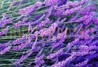 lavenderabsolute_m_m