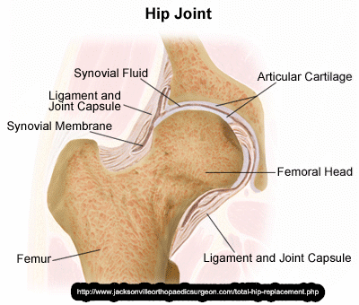 Figure 1 Hip joint