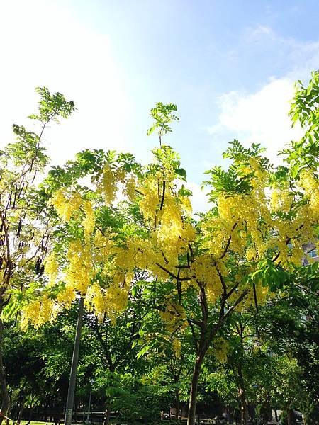 阿勃勒