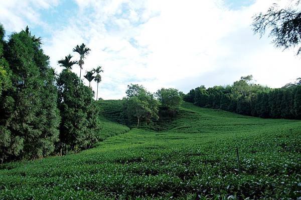 竹山之旅 442.JPG