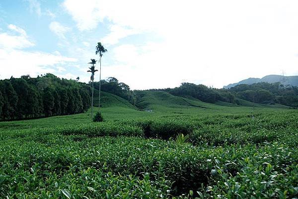 竹山之旅 459.JPG