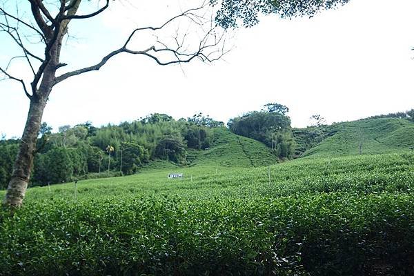 竹山之旅 472.JPG