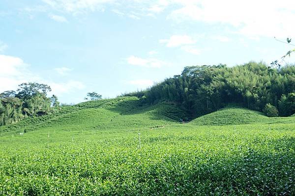 竹山之旅 520.JPG