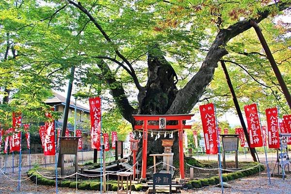 沒有人知道的日本。 龍居住的枯樹。 2000年春天