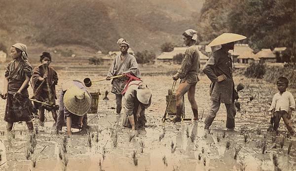 你不知道的日本。 神在稻田裡。 附有100年前日本人的照片