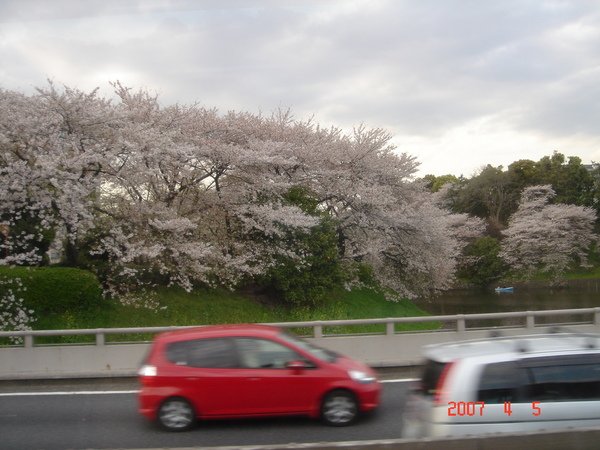 路邊櫻花(車上拍攝)