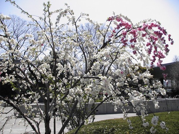 上野恩賜公園-美術館