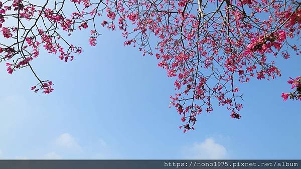DSC_4650.JPG
