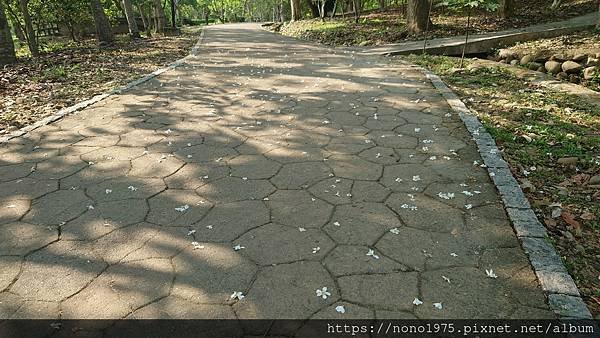 雲林古坑~荷苞山桐花公園(20230501)