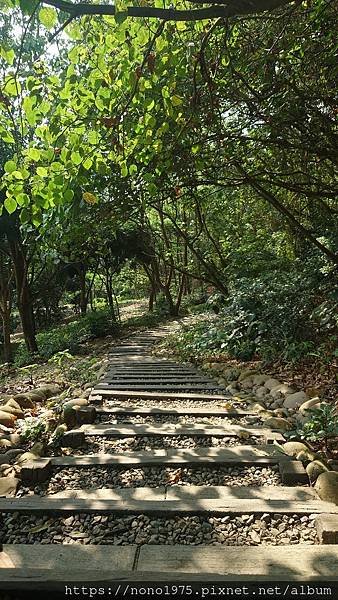 雲林古坑~荷苞山桐花公園(20230501)