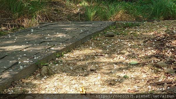 雲林古坑~荷苞山桐花公園(20230501)