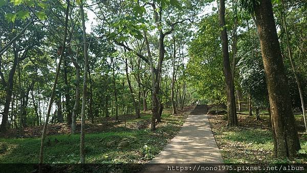 雲林古坑~荷苞山桐花公園(20230501)