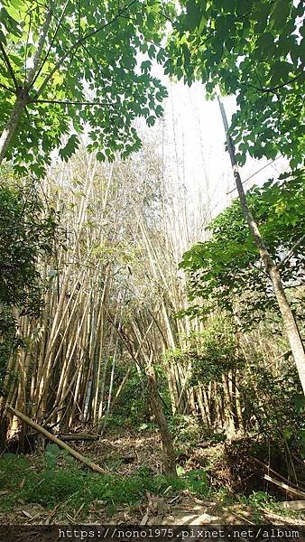 雲林古坑~荷苞山桐花公園(20230501)