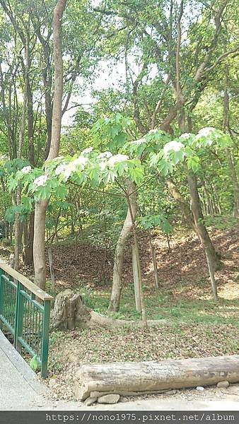 雲林古坑~荷苞山桐花公園(20230501)