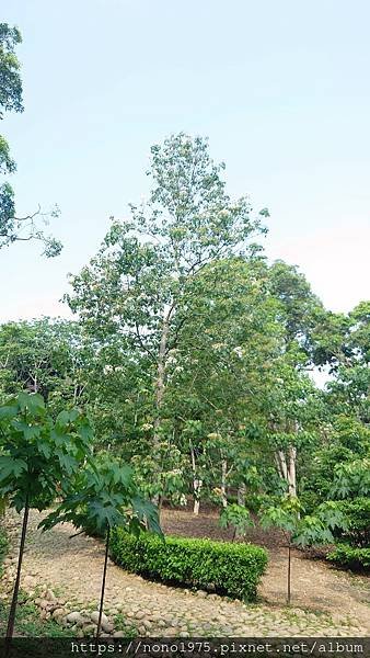 雲林古坑~荷苞山桐花公園(20230501)