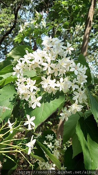 雲林古坑~荷苞山桐花公園(20230501)