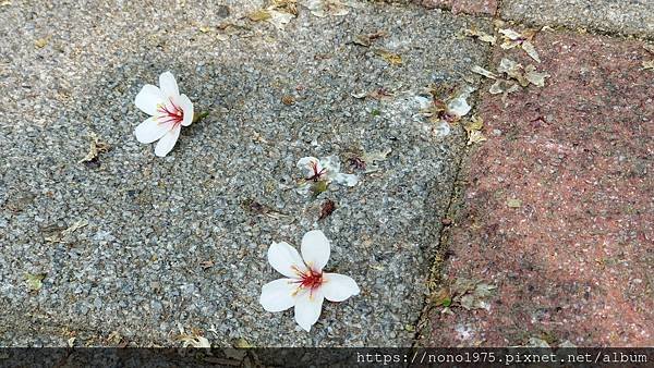 雲林古坑~荷苞山桐花公園(20230501)