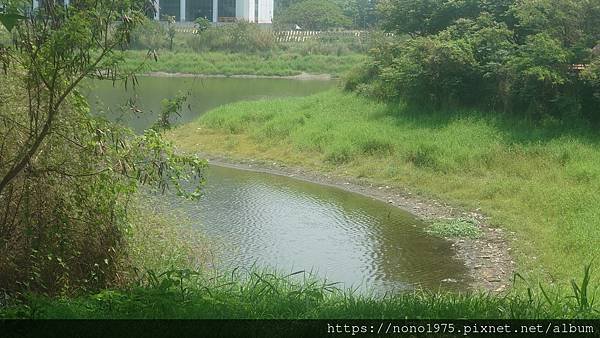 雲林斗六~紫藤湖/環湖步道/心型湖(20230501)