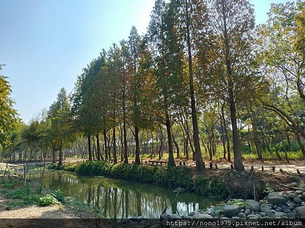 嘉義~魚寮落雨松(20240113)