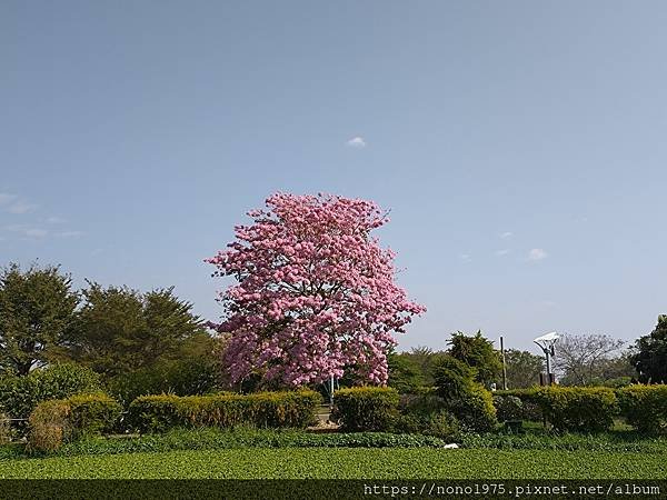 嘉義大林~明華濕地生態園區/洋紅風鈴木(20240127)