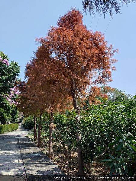 嘉義市東區~荖藤里社區/洋紅風鈴木和落雨松