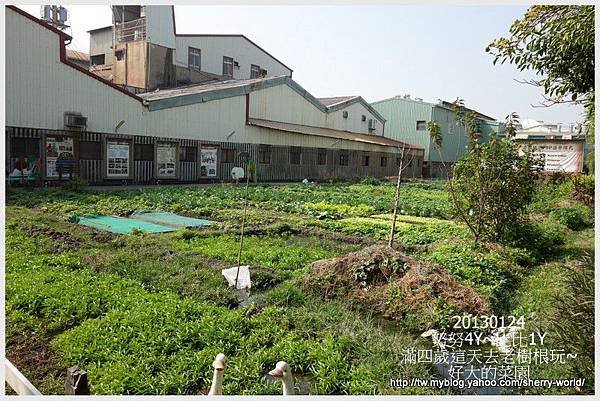 72-1020124老樹根&amp;秋紅谷35