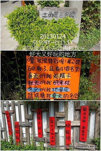 77-1020124老樹根&amp;秋紅谷123