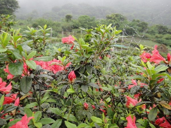 八煙 - 杜鵑花與蜘蛛網