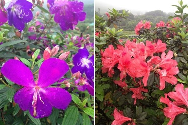 八煙 - 花團錦簇