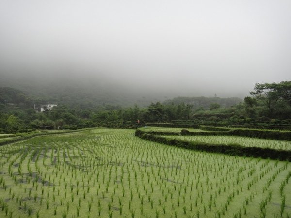 八煙 - 梯田