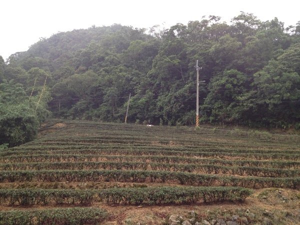 千島湖-茶園