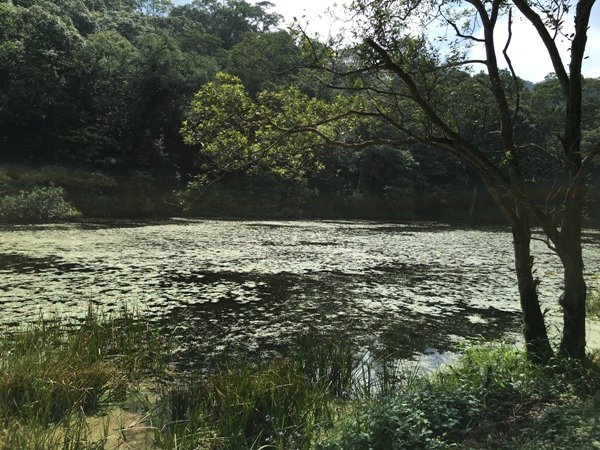 福山-3_植物池