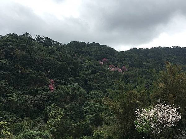 淡水楓樹湖-3