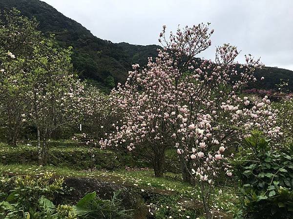 淡水楓樹湖-8