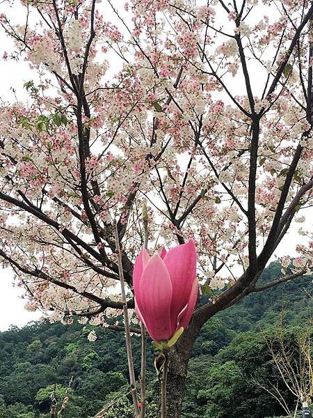 淡水楓樹湖-9