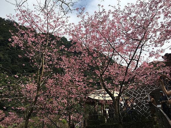 淡水楓樹湖-19