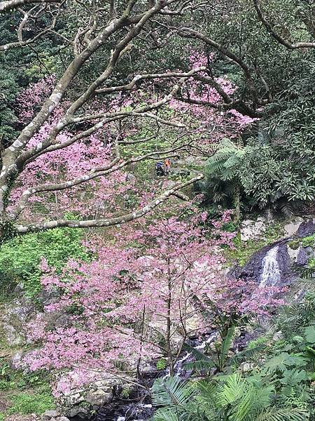 淡水楓樹湖-22