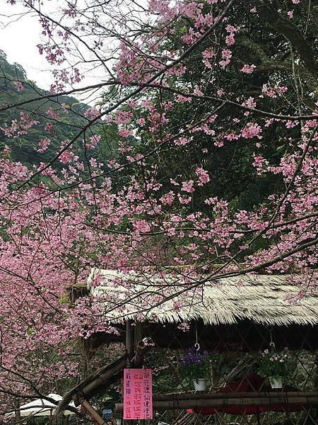 淡水楓樹湖-29