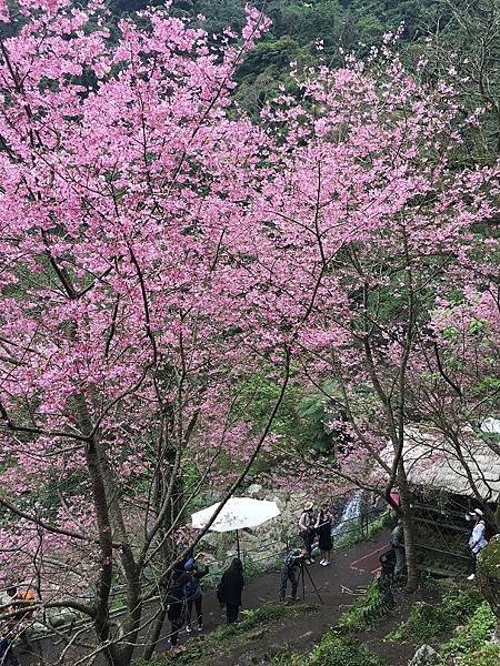 淡水楓樹湖-30