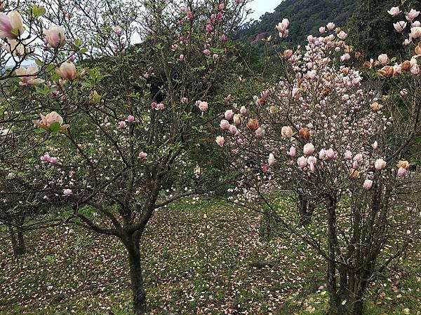 淡水楓樹湖-39