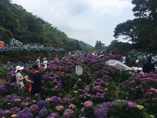 繡球花_19_繡球花